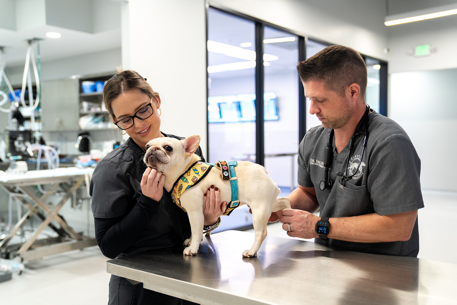veterinarians look after small dog