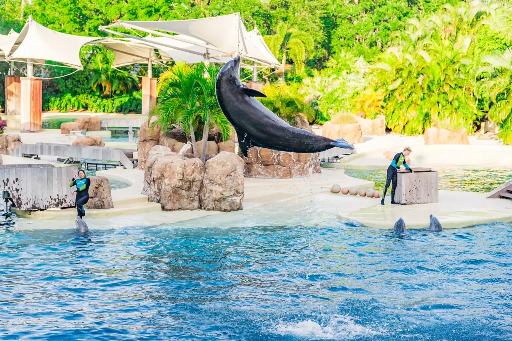 Dolphin flipping in the air at Sea World Orlando